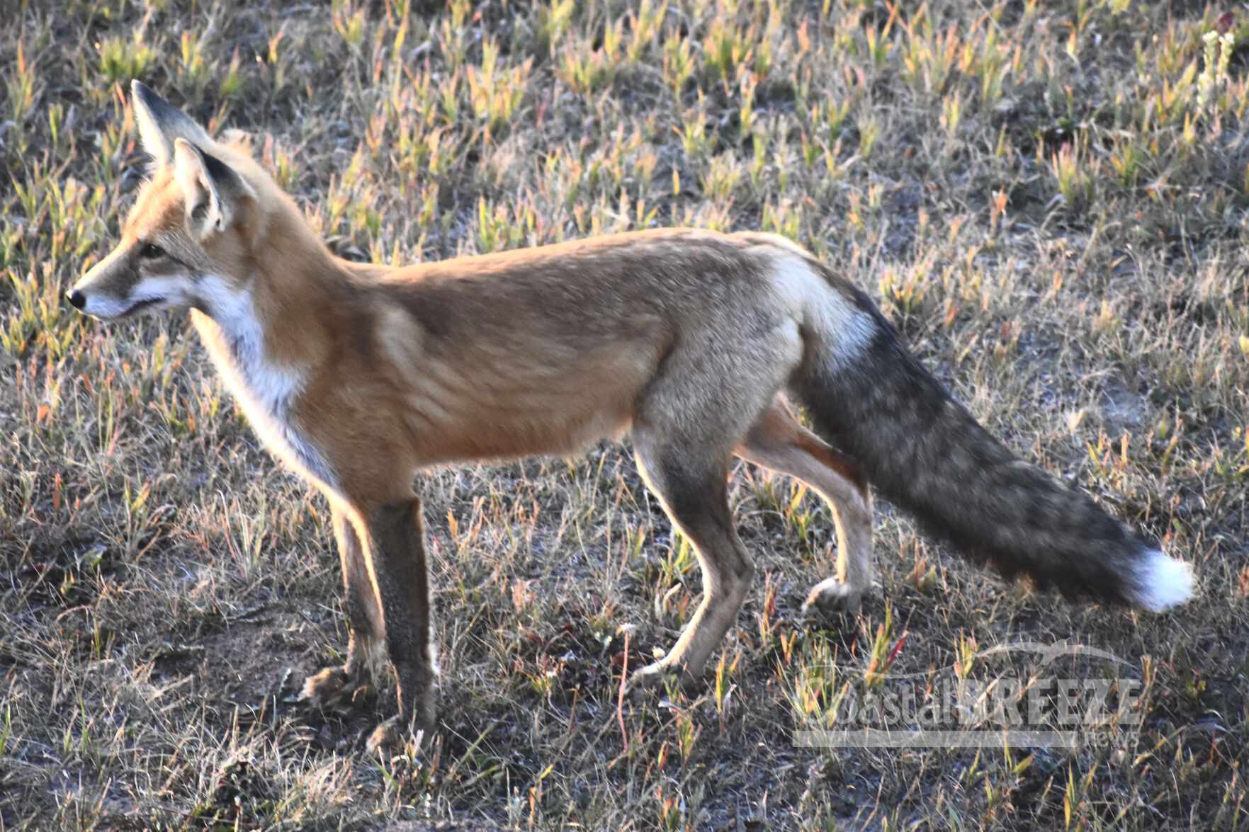 Dolphins_3. A fox stops on a prairie in West Yellowstone to assess its surroundings. Great colors.JPG
